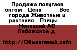 Продажа попугаев оптом › Цена ­ 500 - Все города Животные и растения » Птицы   . Ненецкий АО,Лабожское д.